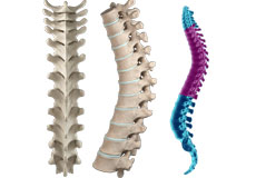 Thoracic Spine Anatomy