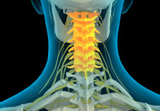 Cervical Spine Anatomy