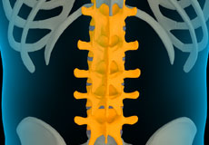 Lumbar Spine Anatomy